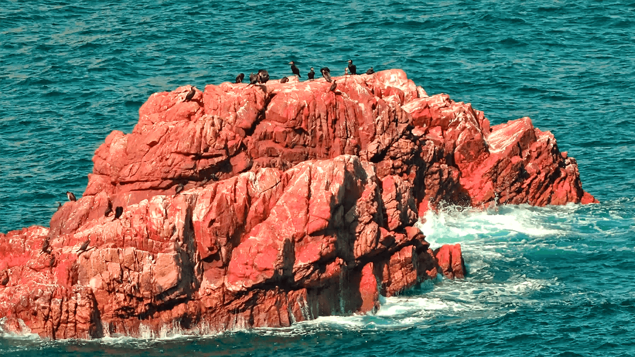 Photographing Birds in Infrared - Camp Cook Explore